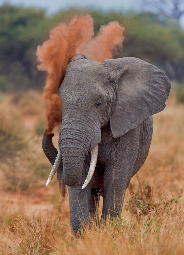 Photo of elephant, Tarangire National Park, Tanzania © 2013 David DesRochers