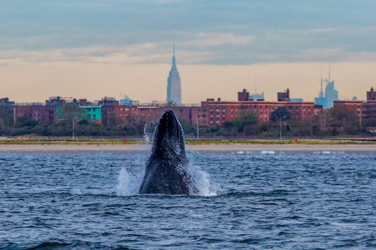 © Sarah Hudson/Gotham Whale