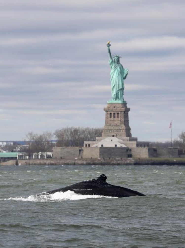 Statue of Liberty NYC 0089/Bjoen Kils/New York Media Boat